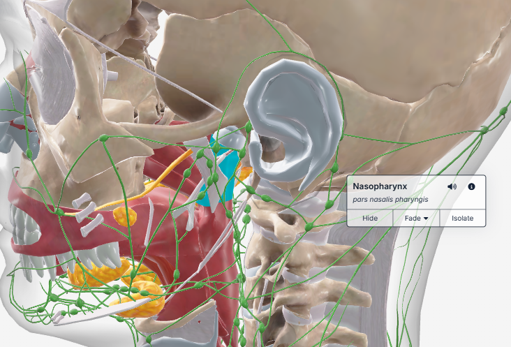 <p>zygomatic arch to EAM</p>