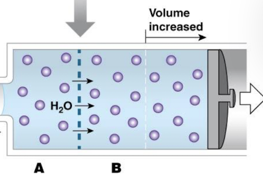 <ul><li><p>the two comartments are separated by a membrane that is permeable to water but not glucose and solution B is more concentrated than solution A</p></li><li><p>water moves by osmosis into the more concentrated solution and stops when concentrations are equal</p></li></ul><p></p>