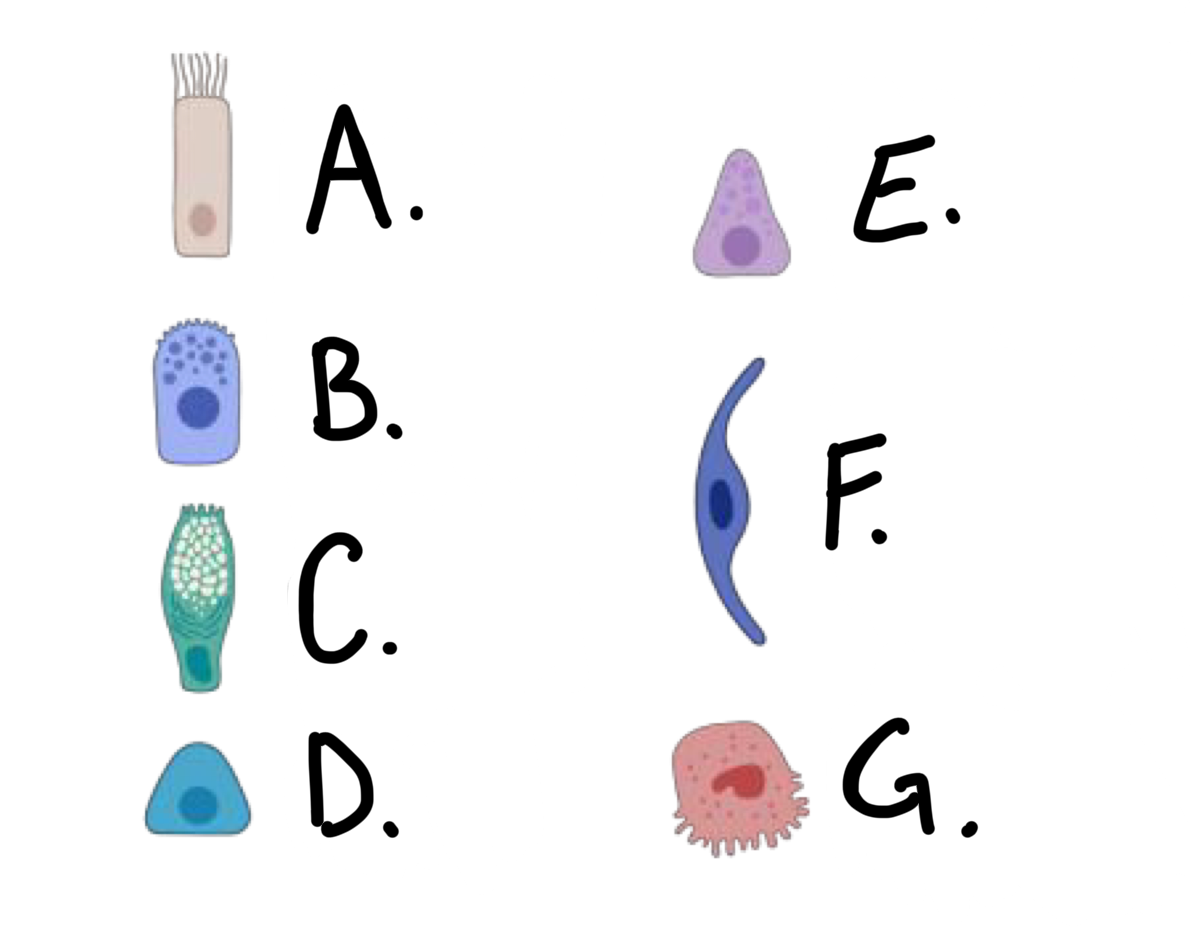 <p>what kind of cell is cell A?</p>