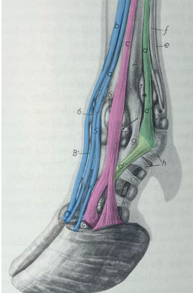 <p>Nomme les structures</p>