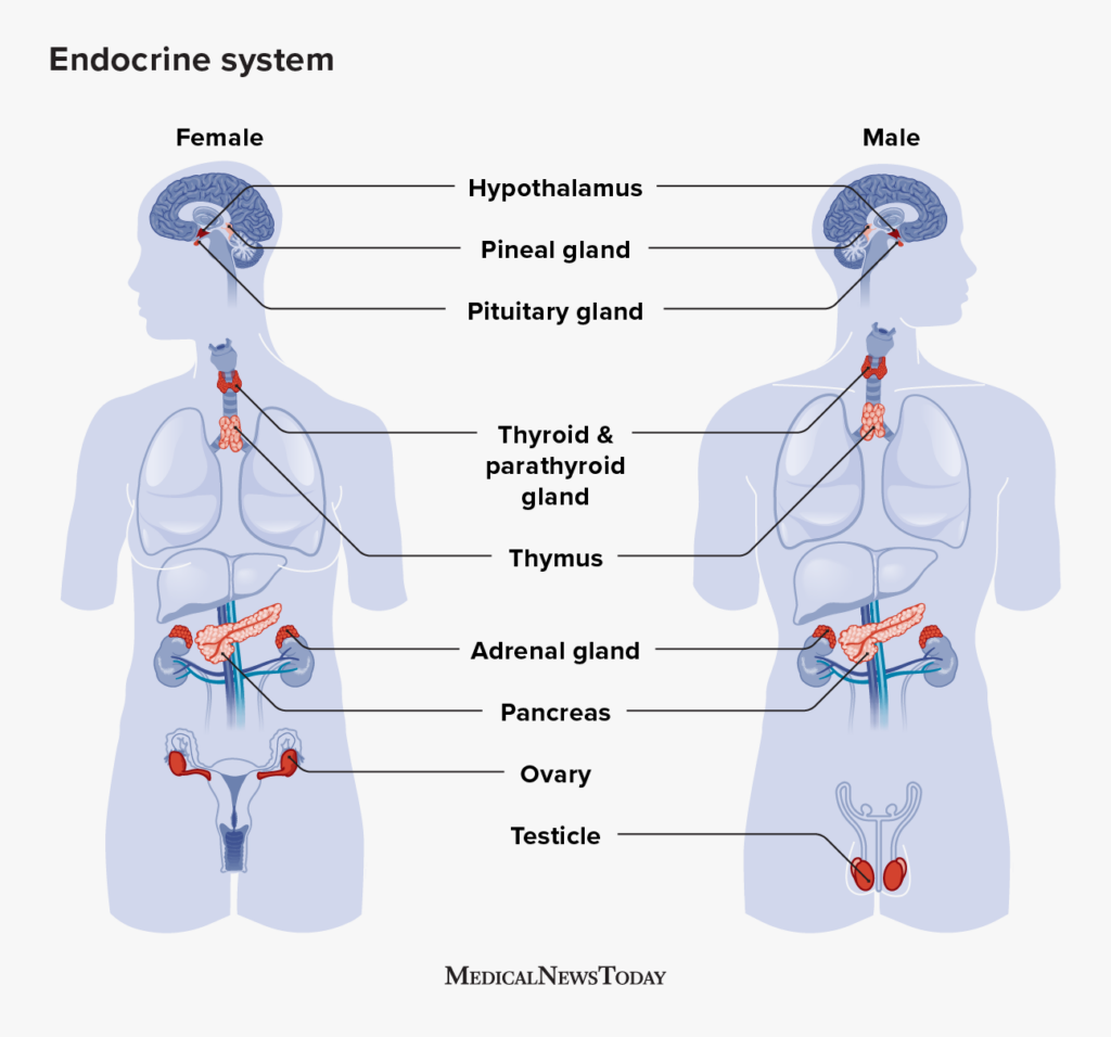 <p>endocrine glands</p>