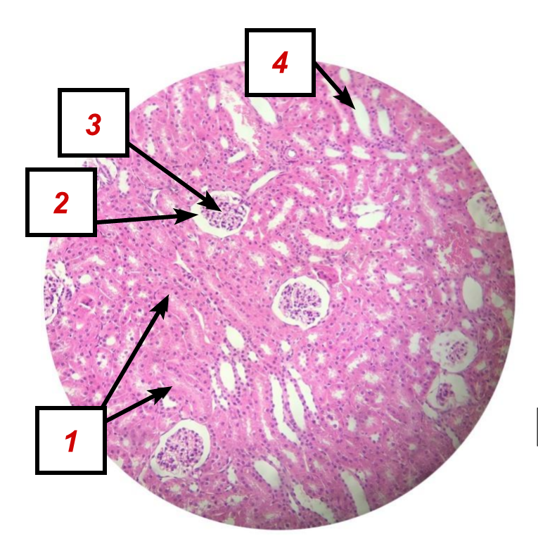 <p>Identifique as <strong>ESTRUTURAS</strong> indicadas na lâmina.</p>