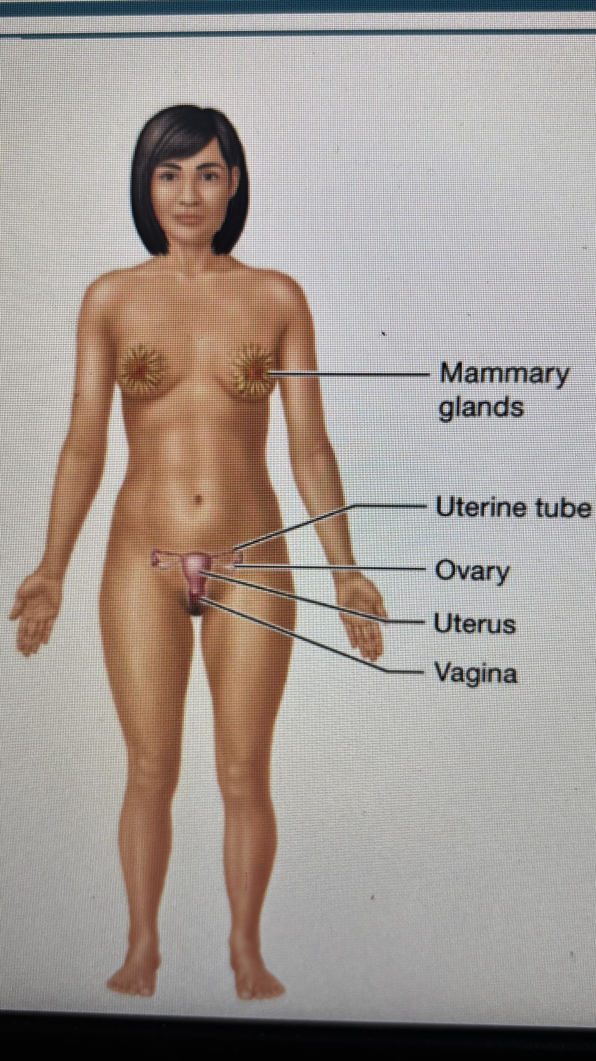 <p>-mammery glands (in boobs)</p><p>-uterine tubes</p><p>-ovary( connected to tubes)</p><p>-uterus</p><p>-vagina</p>