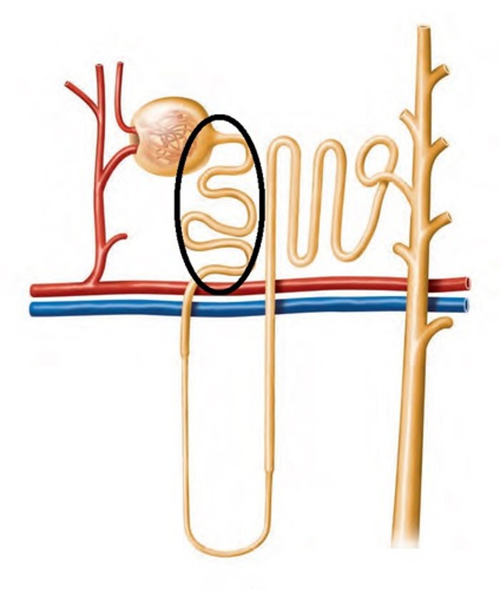 <p>In the vertebrate kidney, the portion of a nephron immediately downstream from Bowman's capsule that conveys and helps refine filtrate.</p>
