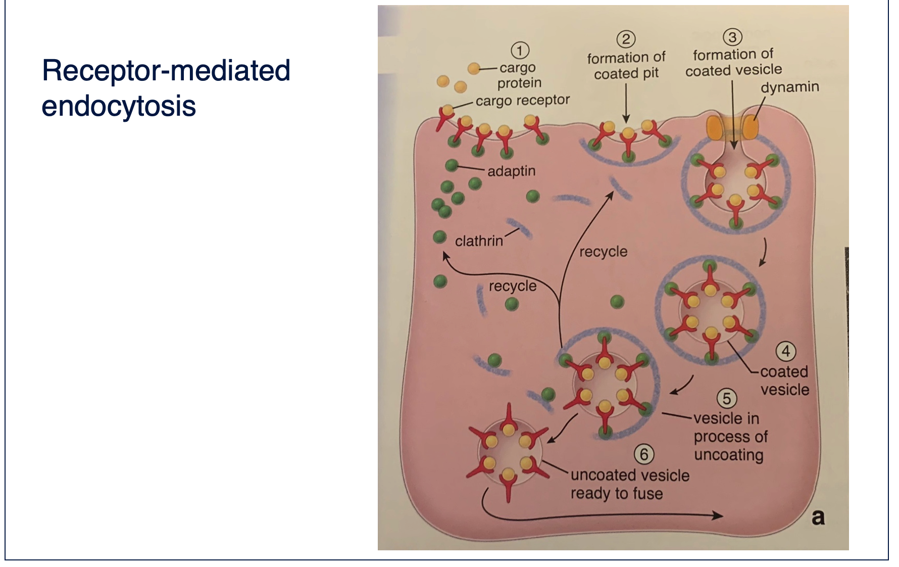 <p><span>This is a special endocytic pathway initiated from the binding of extracellular moleculaes to surface receptors. Severalreceptors, in a close space. After binding there is the formation of the so called coated pits mediated by clathrin, dynaminpinch and coated vesicle is formed</span></p><p></p>