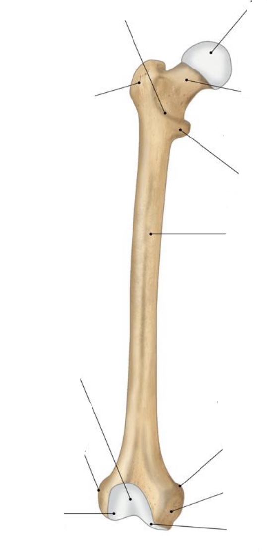 <p>Bone? View? Left or right?</p>