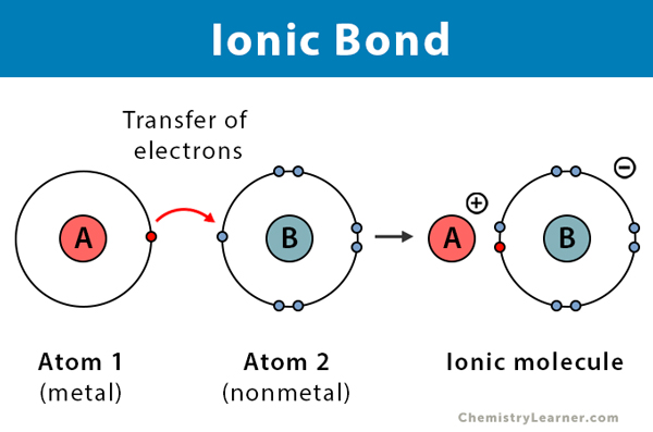 The transfer of electrons creates **two ionized atoms**: one a **cation** and the other an **anion**

Being of opposite charges, the two atoms attract one another. This attraction is an **ionic bond** EX:  Na+ + Cl- yields NaCl (table salt)