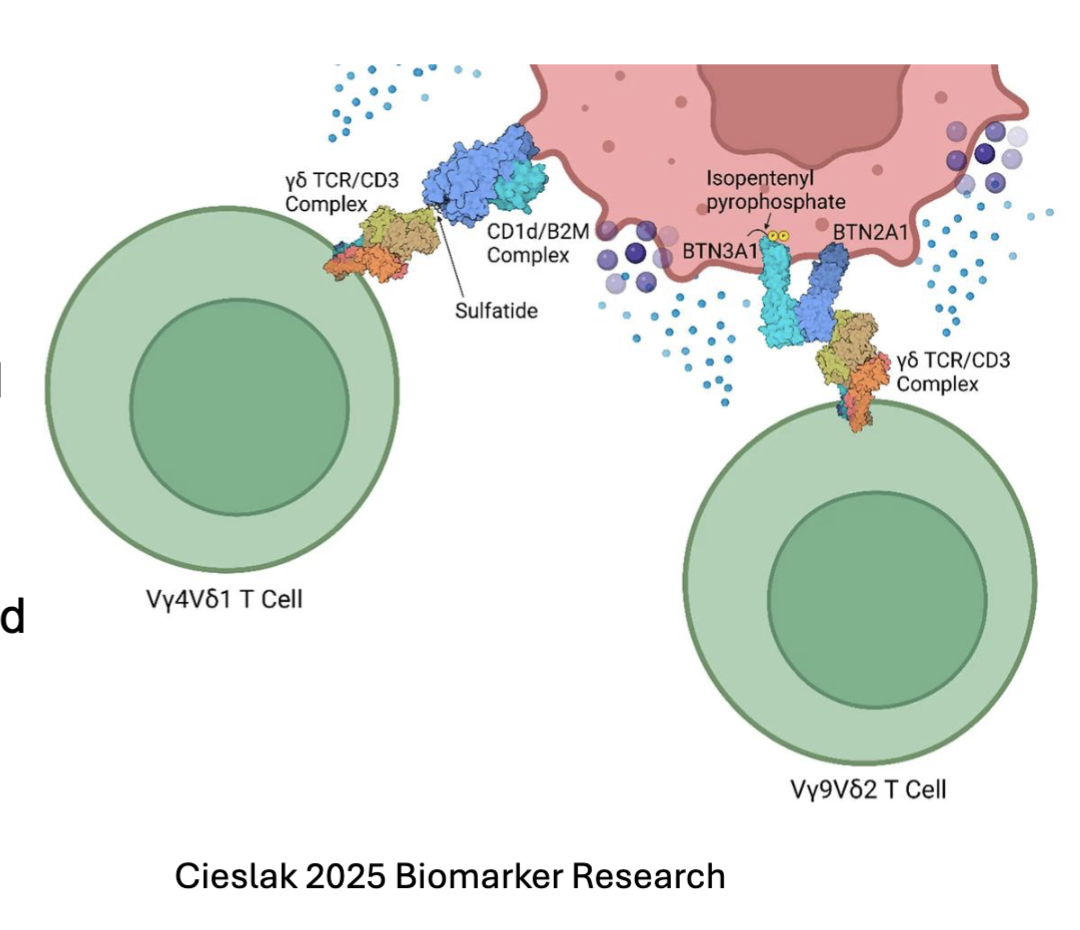 <ul><li><p>𝛾δ T cells <span><span>exit thymus at DN2-3 stage</span></span></p><ul><li><p><span><span>Limited TCR usage</span></span></p></li><li><p><span><span>Don’t require MHC for selection during thymic development</span></span></p></li><li><p><span><span>NOTCH signaling required for development</span></span></p></li><li><p><span><span>Accumulate in mucosal and epithelial tissues</span></span></p></li></ul></li><li><p><span><span>recognize </span><strong><span>lipids and phosphoantigens</span></strong><span> upregulated by stress or infection:</span></span></p><ul><li><p>TCR V𝛾4Vδ1 <span><span>: recognizes lipids loaded on MHC-like molecules CD1c and CD1d</span></span></p></li><li><p><span><span>TCR </span></span>V𝛾9Vδ2: binds <span><span>BTN21/BTN3A1 complex after that forms after sensing phosphoantigens</span></span></p></li></ul></li></ul><p>phosphoantigen binds to BTN3A1= conformational change</p>