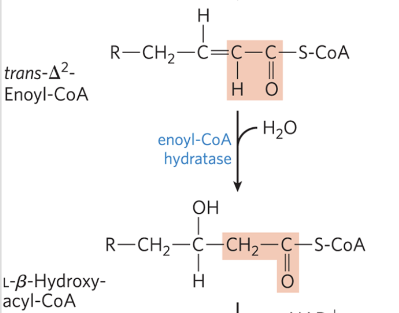 <ul><li><p>water is added to the double bond of the trans-∆<sup>2</sup>-enoyl-CoA to form the<em> L-stereoisomer</em>&nbsp;of<strong> β-hydroxyacyl-CoA (3-hydroxyacyl-CoA)</strong>&nbsp;</p></li><li><p>catalyzed by enoyl-CoA hydratase and it only works on trans double bonds</p></li><li><p>analogous to fumarase reaction in the citric acid cycle</p></li></ul><p></p>