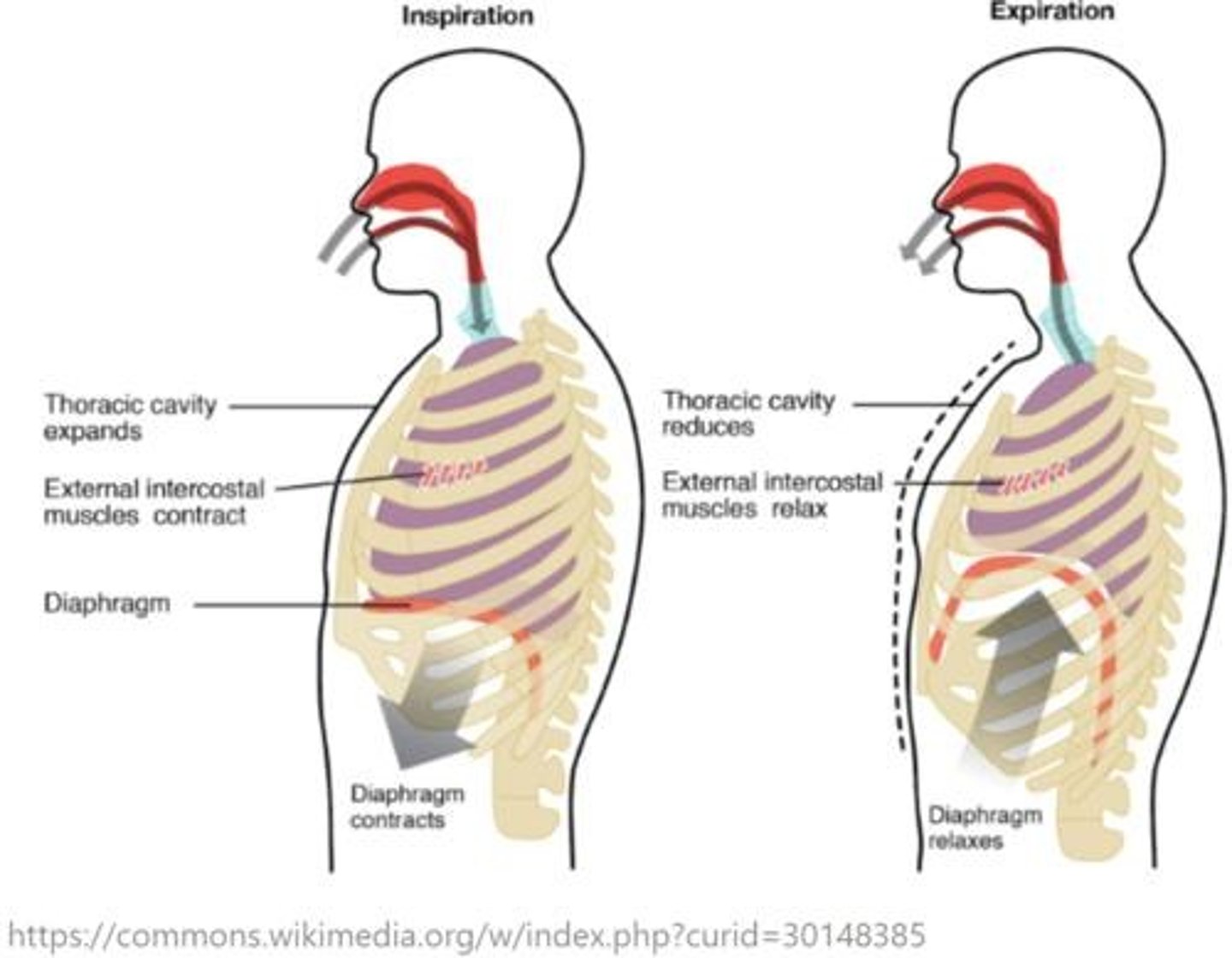 <p>Muscles that contract to help with exhalation/expiration.</p>