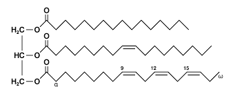 carbon, hydrogen, oxygen (CHO)

insoluble in water, made of triglycerides (image; bonded with ester bonds; produced with condensation reaction)

saturation: saturated = all hydrogens, monounsaturated = missing one hydrogen, polyunsaturated = more than one hydrogen missing (trans is missing on different side)