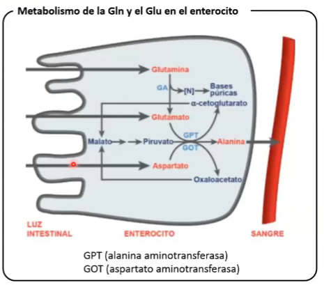 <ul><li><p>Por nasogástrica no detecto el Glutamato marcado </p></li><li><p>Pero en intravenosa si es detectable el Glutamato</p></li></ul><p></p><p>El enterocito tiene un metabolismo muy activo de AA. </p><p>Los AA que se generan en la luz intestinal no son los mismos generados en sangre portal.</p><p></p><p>10% AA son absorbidos x el enterocito en forma de energía</p><p>El enterocito no deja pasar glutamina ni glutamato.</p><ul><li><p>Glutamato, cumple funciones de neurotransmisor, pudiendo ser neurotoxica, el enterocito evita que pase a la ciruclación.</p></li><li><p>Glutaminasa degrada glutamina y glutamato.</p></li><li><p>Glutamato sufre una transaminación formándose Alanina evitando la neurotoxicidad </p></li></ul><p></p>