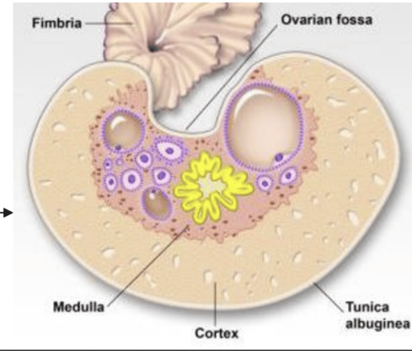 <p>what is unique about the ovary of a mare?</p>