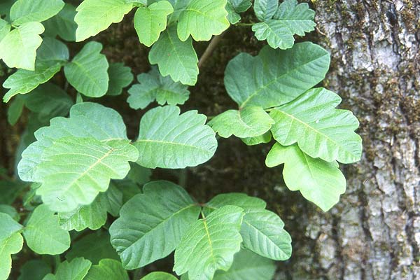 <p>Toxicodendron diversilobum</p>