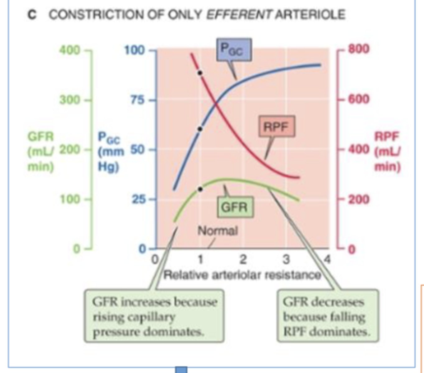 <p>biphasic effect on GFR w/ increased efferent resistance </p><p>-initial increase in GFR --&gt; due to increased hydrostatic pressure in glomerulus (back up cuz it can't flow into narrow efferent arteriole as quickly)</p><p>-later decrease in GFR --&gt; due to decrease in renal plasma flow (back up stops more blood from afferent arteriole from entering glom) </p>