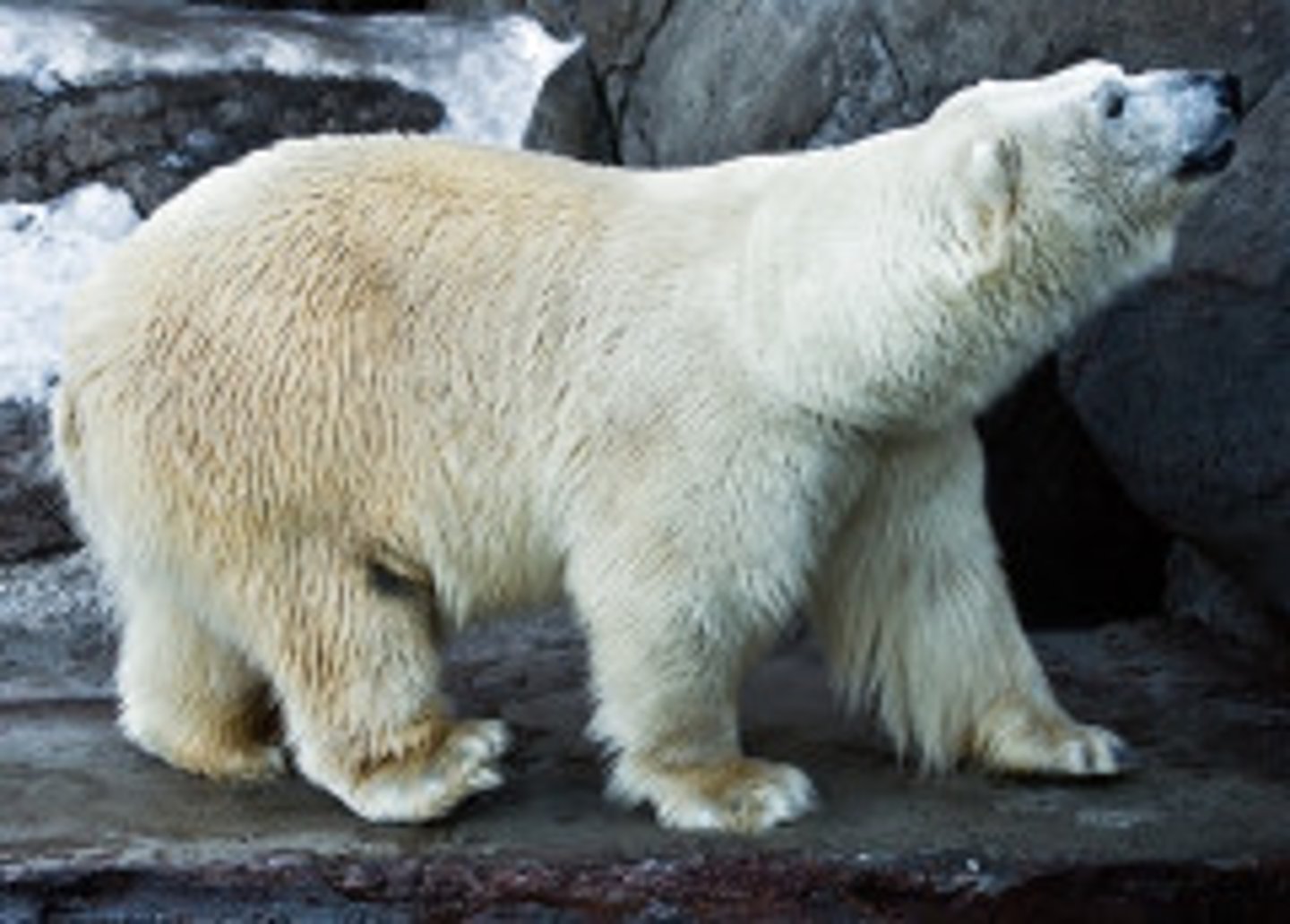 <p>Polar Bear</p>