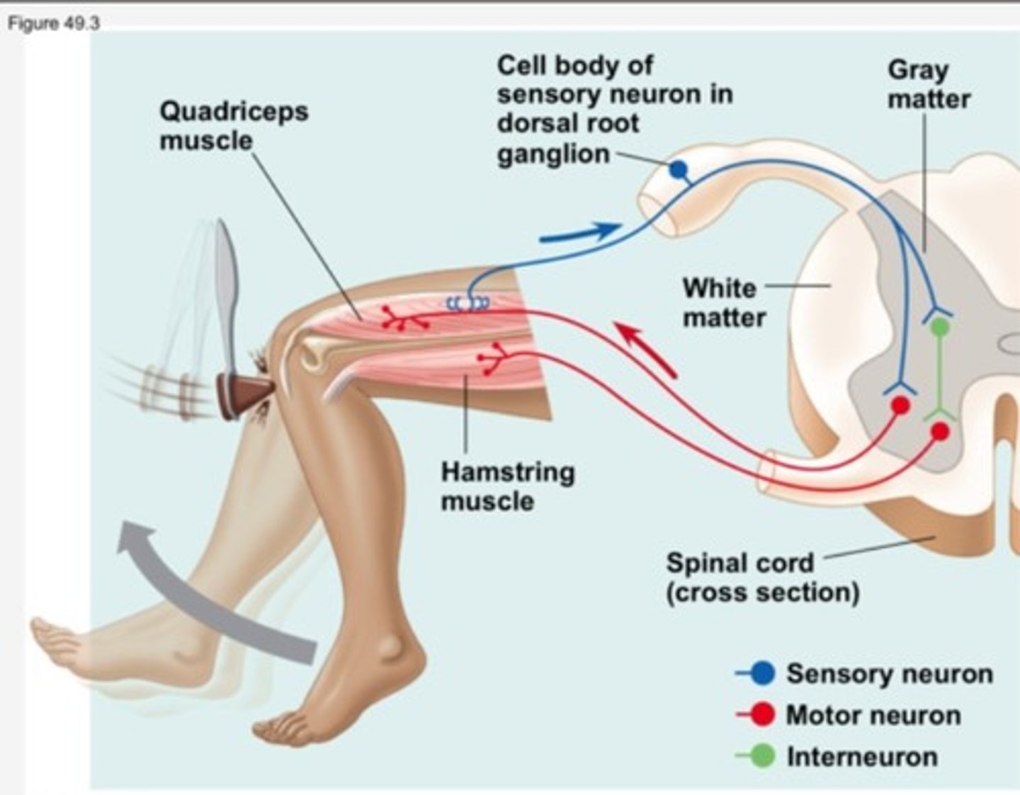 <p>The efferent neuron (lower motor neuron) is excited by the somatosensory neuron. Then, the efferent neuron's axon will synapse and excite the muscle that was stretched, causing a contraction.</p>