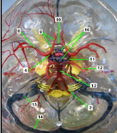 <p>function - provide a collateral blood supply to the brain</p>