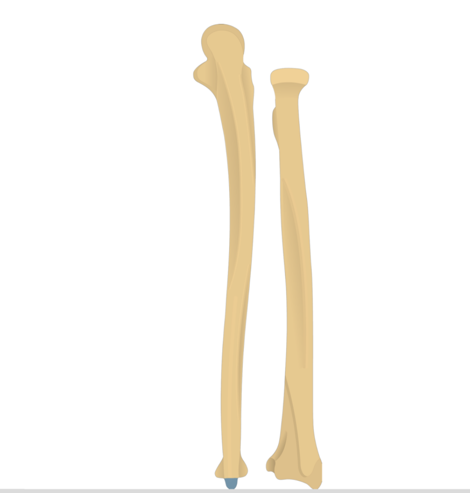 <p>What does this structure correspond with?</p>