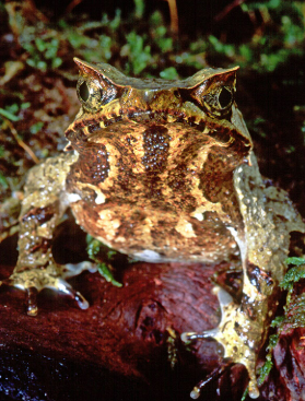 <p></p><p></p><p><strong><u>Distribution:</u></strong></p><ul><li><p>S China, SE Asia, Indonesia, Philipenes</p></li></ul><p><br><strong><u>Traits:</u></strong></p><ul><li><p>Leaf shaped head</p></li><li><p>horns above eyes</p></li></ul><p></p><p><strong><u>Larval Type:</u></strong></p><p>IV</p>