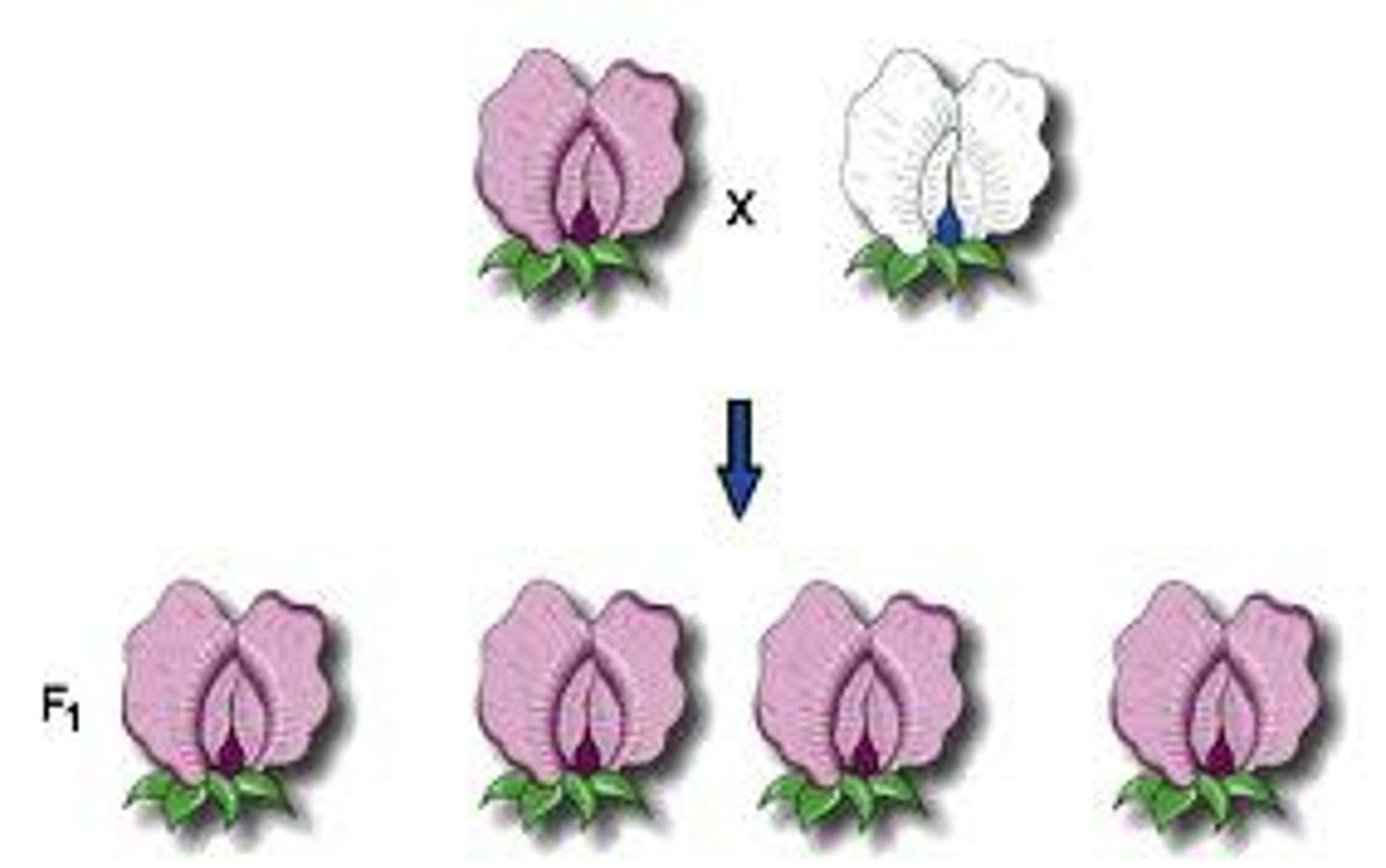 <p>Offspring produced from cross b/w two true-breeding strains</p><ul><li><p>all offspring resemble/expressed same parent (dominant trait)</p></li><li><p>No intermediate characteristics = no blending inheritance</p></li></ul><p></p>