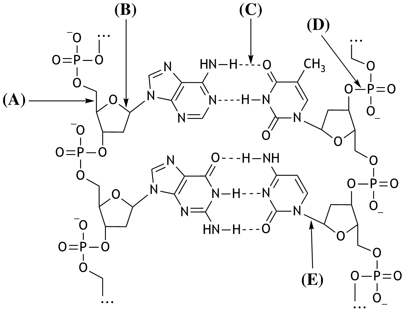 <p>44. The building blocks of deoxyribonucleic acid (DNA) are linked together through the formation of ester bonds. Shown below is a section of the structural formula of a double-stranded DNA molecule.</p><p>Which of the arrows (A–E) points to an ester bond?</p><p>A. (A)</p><p>B. (B)</p><p>C. (C)</p><p>D. (D)</p><p>E. (E)</p>