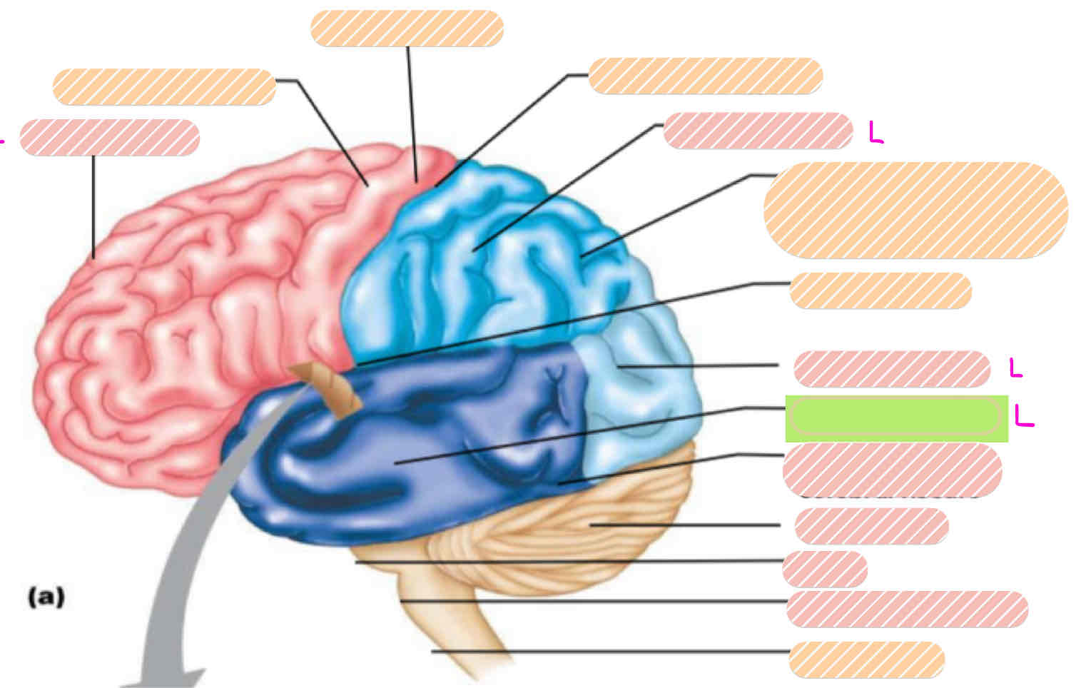 <p>Lobes of the Brain</p>