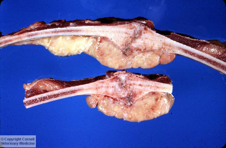 <p>Ribs from an adult cow.</p><p>Which of the following can you identify in the photo? </p><p>(probably a little too clinical, but thought it was cool to see something that tied together multiple cases from this block!)</p>