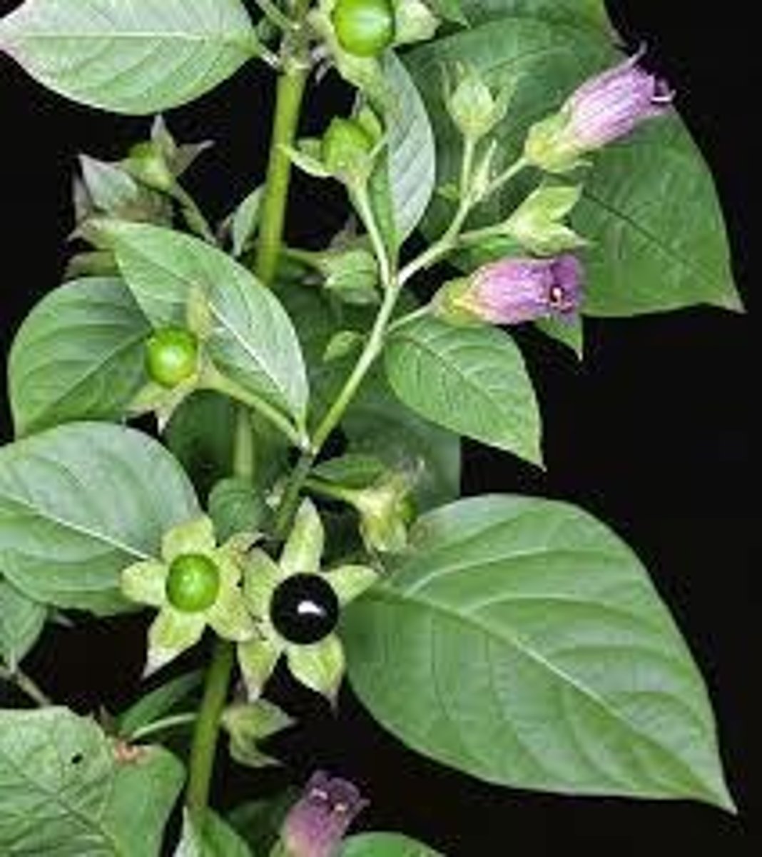 <p>Prototype antimuscarinic agent, an alkaloid extracted from Atropa belladona.</p>