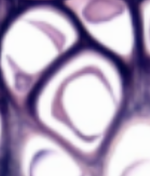<p>Which type of tissue does this image depict?</p>