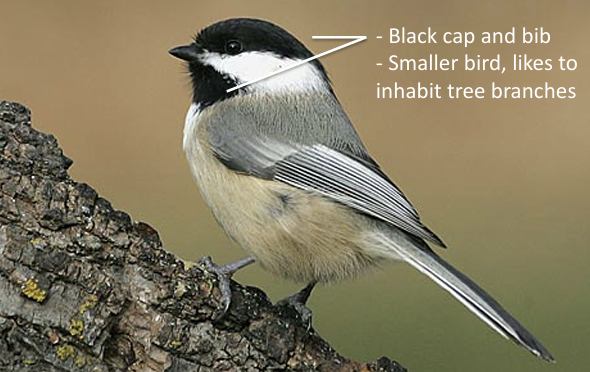 <p>What Bird is this?</p>