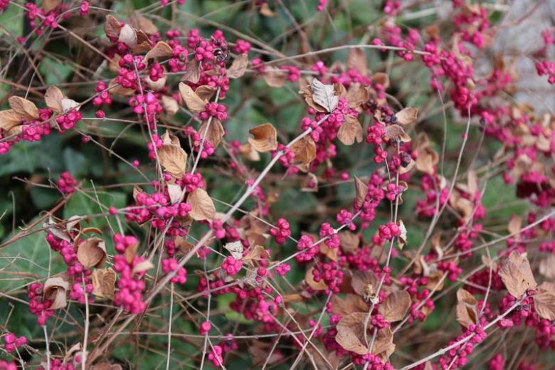 <p><span style="background-color: transparent;"><strong>Symphoricarpos orbiculatus — Coralberry</strong></span></p>