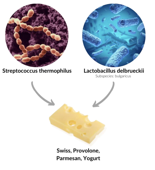 <p>these cultures are used to make a variety of drier and longer aged cheese. optimal growth temperature is from 95-116 F</p>