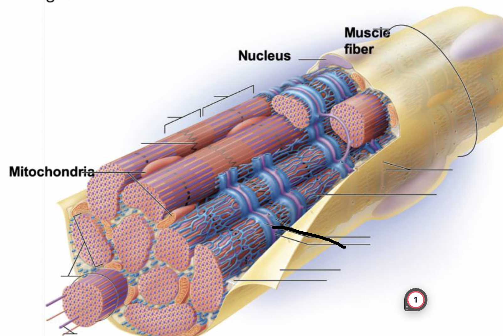 <p>what muscle feature is this?!</p>
