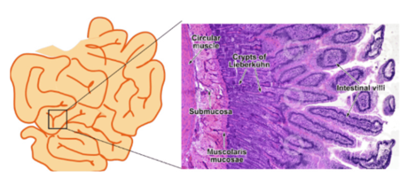 <p>Intestinal lipase</p>