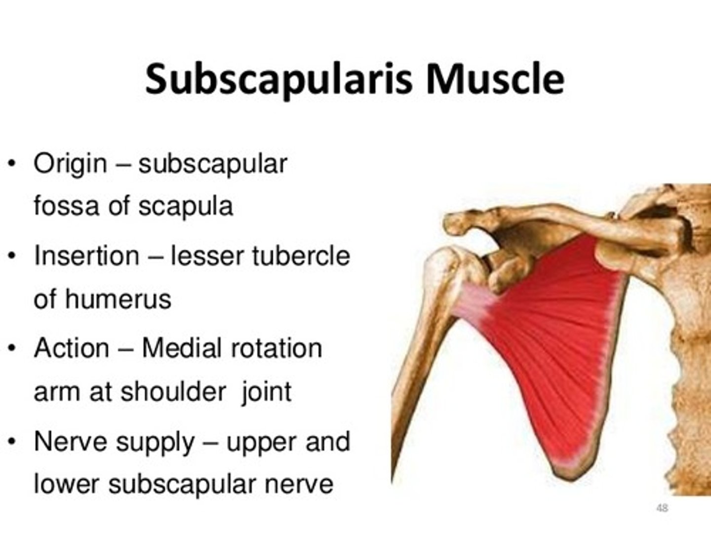 <p>rotates arm medially</p>