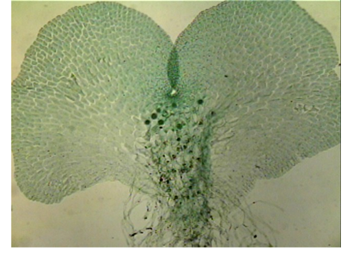 <p>Identify</p>