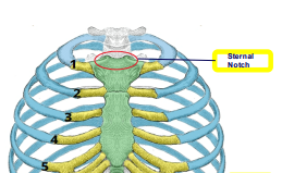 <p>top of sternum</p>