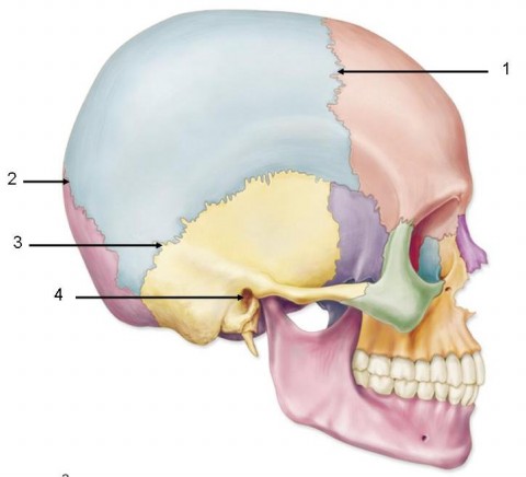 <p>Which number indicates the External Auditory Meatus?</p>