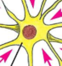 <p>Cell body</p>