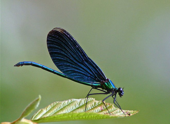 <ol><li><p>Wings partially red or entirely gray/black in color</p></li><li><p>10 or more antenodal crossveins in both wings</p></li></ol><p></p>