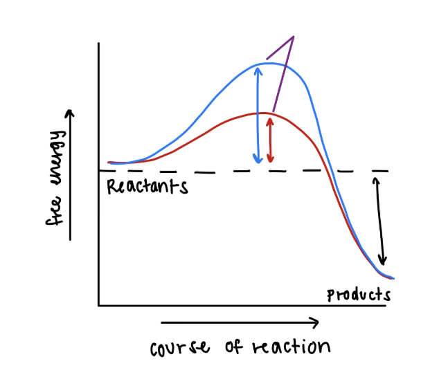 <p><span>Jordan is lactose intolerant and has trouble digesting dairy products like milk and cheese. His doctor recommends Lactaid, a pill that contains the enzyme lactase, which helps break down lactose faster. Which point or part on the graph best represents the activation energy when Jordan does not take Lactaid?</span></p>