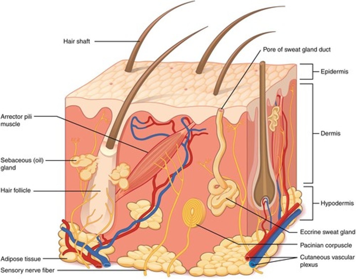 <p>The integumentary system is primarily composed of the cutaneous membrane (skin) and accessory structures.</p>
