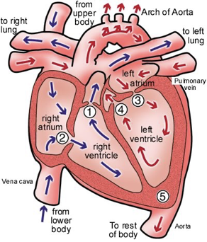<p>The vena cavae bring oxygen-poor blood from the body to the right atrium. </p><p>The oxygen-poor blood flows from the right atrium into the right ventricle.</p><p>The right ventricle pumps the oxygen-poor blood to the lungs through the pulmonary arteries. </p><p>The pulmonary veins bring oxygen-rich blood from the lungs back to the heart through the left atrium.  </p><p>Oxygen-rich blood flows from the left atrium to the left ventricle.</p><p>The left ventricle pumps the oxygen-rich blood to the body through the aorta. </p><p></p>