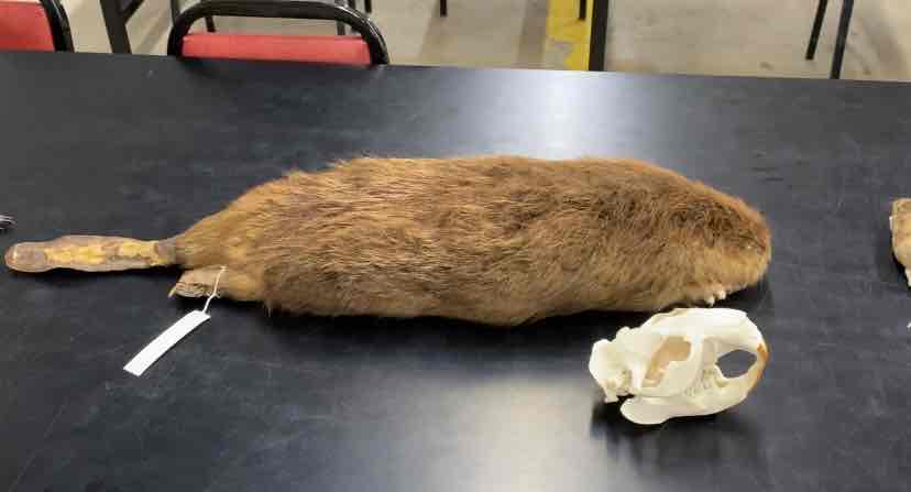 <ul><li><p>Order- Rodentia</p></li><li><p>fam- castoridae </p></li></ul><p>large. water helps reduce heat loss. beavers achieve insulation by a pelage that consists of long overfur and dense underfur. they have large webbed hind feet and a moderately long but flattened tail. they have a strong built skull with a relatively flat profile. their incissors are heavy, cheek teeth do not continue growing and the occlusal surface of the cheech teeth has numerous transverse folds, wich provide cutting edges for slicing and tearing food. herbivorous. </p>