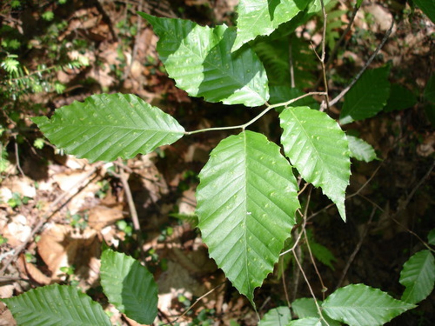 <p>Native <br>Leaf: simple, alternate, serrations, pinnately veined, waxy, smooth <br>Bark: smooth <br>Other: Small nuts, pointy bud</p>