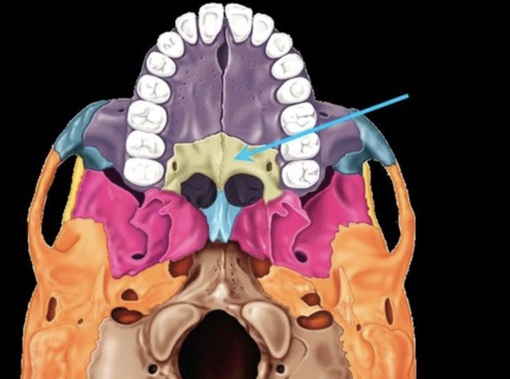 <p>form part of the hard palate of the mouth and the floor of the nose</p>