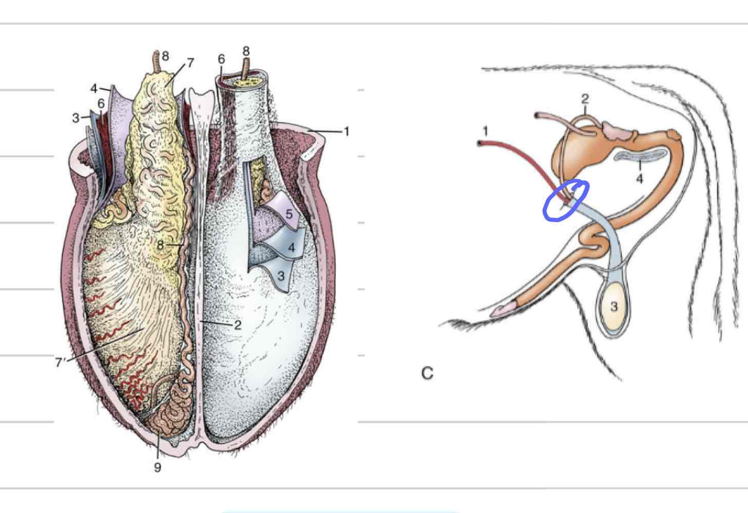 <ul><li><p>Membrane surrounding and enclosing testes</p></li><li><p>Invagination and extension of peritoneum</p></li><li><p>Both parietal and visceral layers</p><ul><li><p>Visceral layer- tightly adhered to surface of testicle and epididymis</p></li><li><p>Space continuous with peritoneal cavity</p></li><li><p>Descend through vaginal ring-(blue) can cause inguinal hernia</p></li></ul></li></ul>