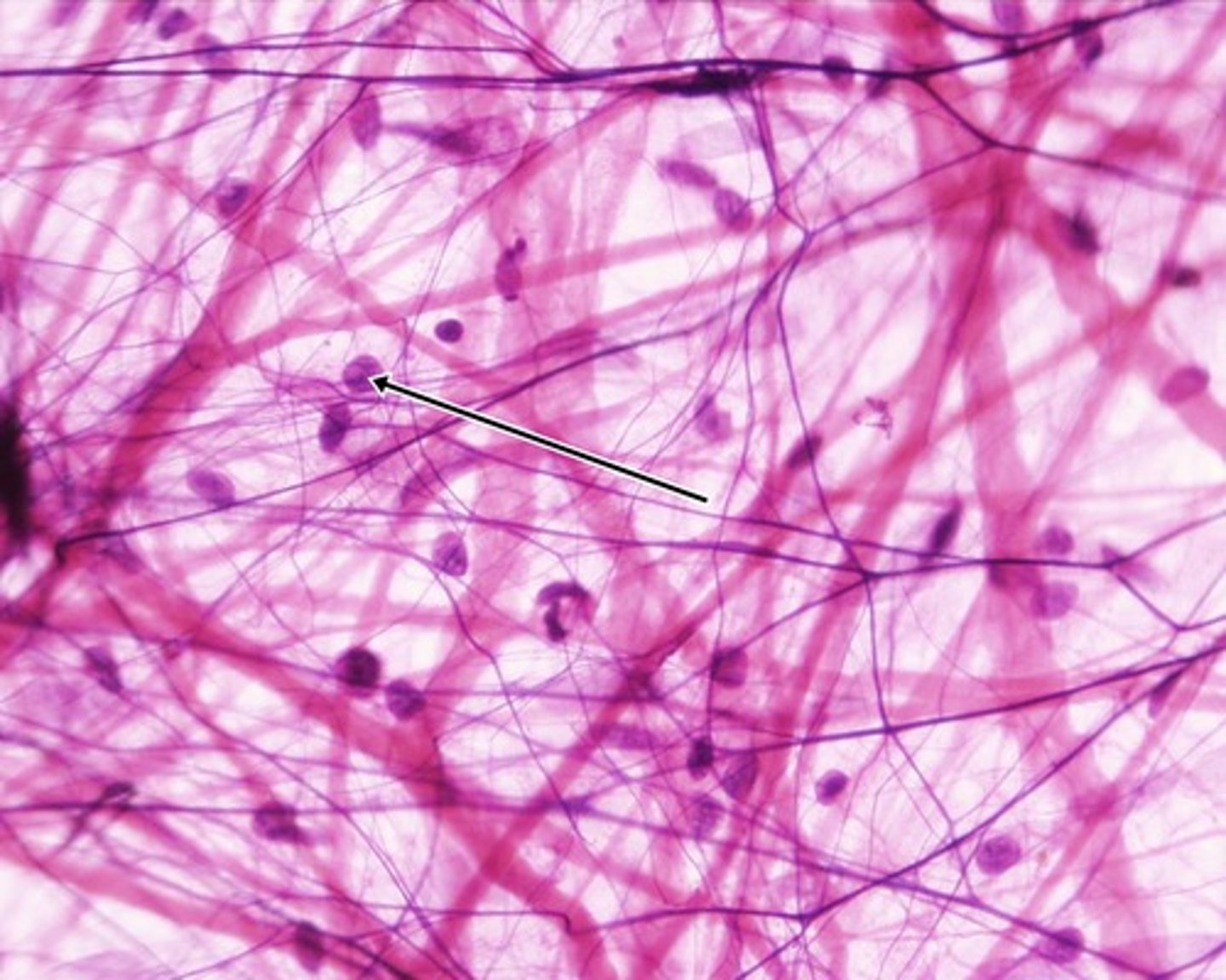 <p>Cells that secrete the proteins of the fibers.</p>