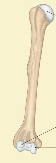 <p>what bone is this (name and direction)</p>